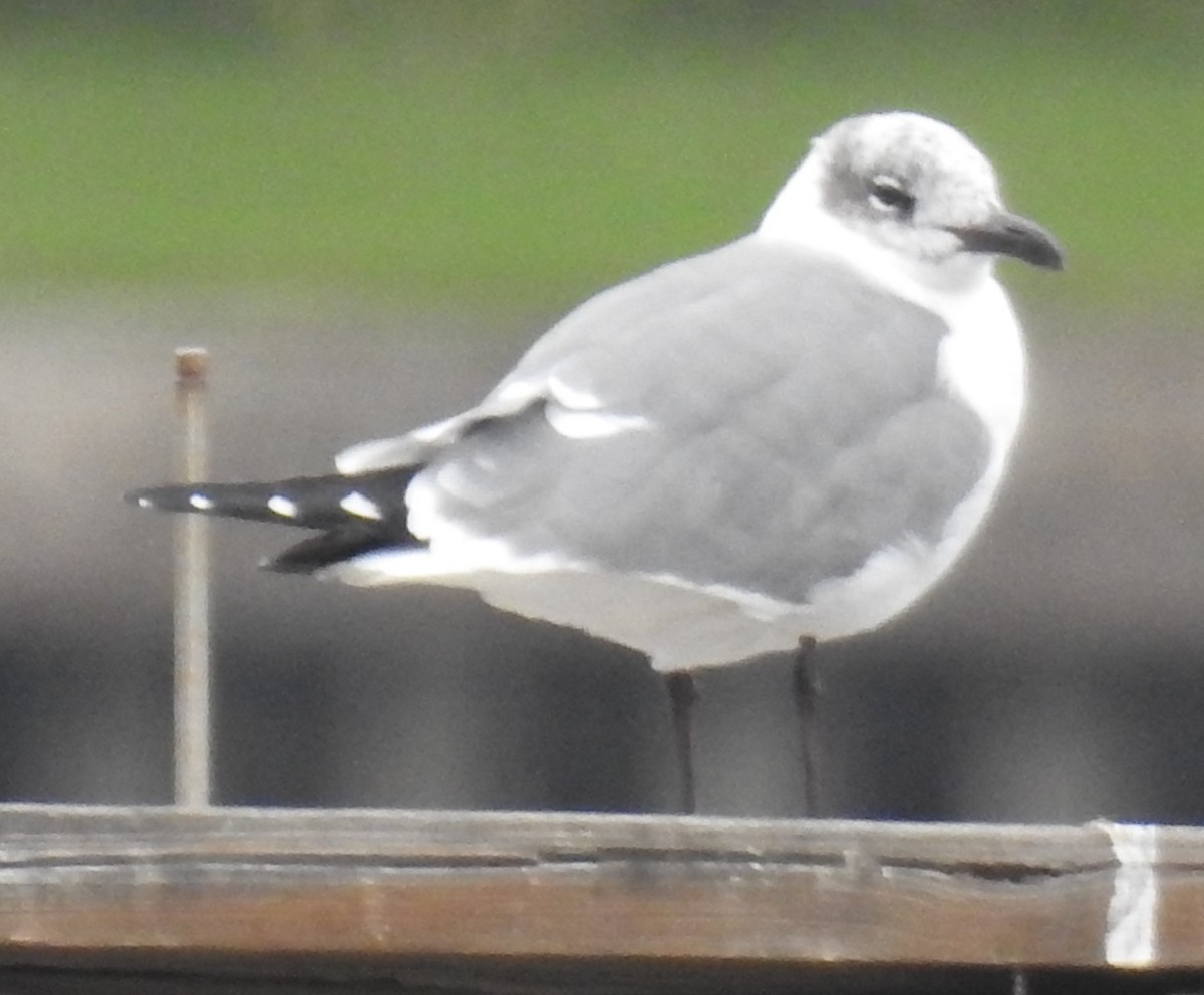 Laughing Gull - ML613304384