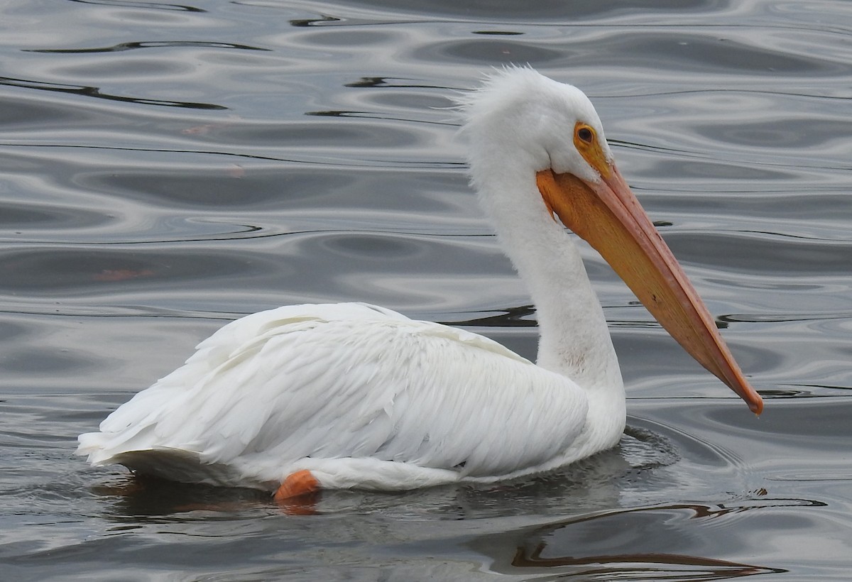 American White Pelican - ML613304393