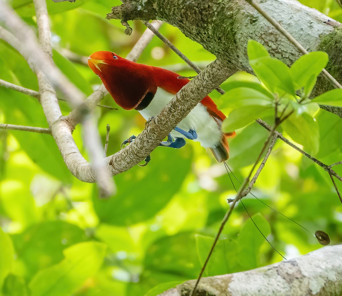 King Bird-of-Paradise - ML613304419