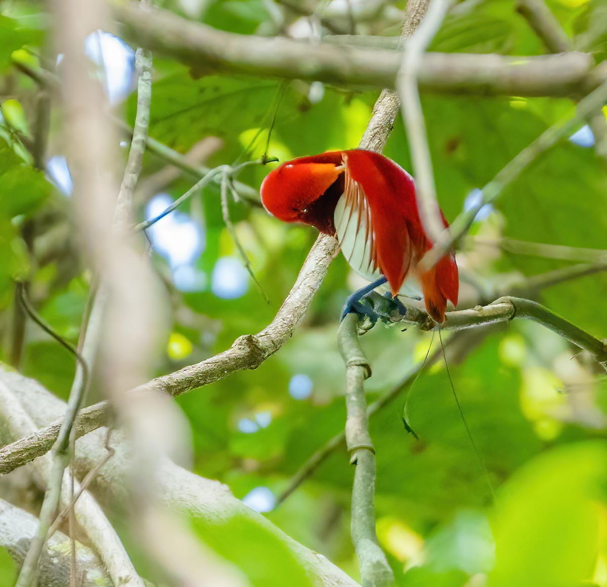 King Bird-of-Paradise - ML613304421