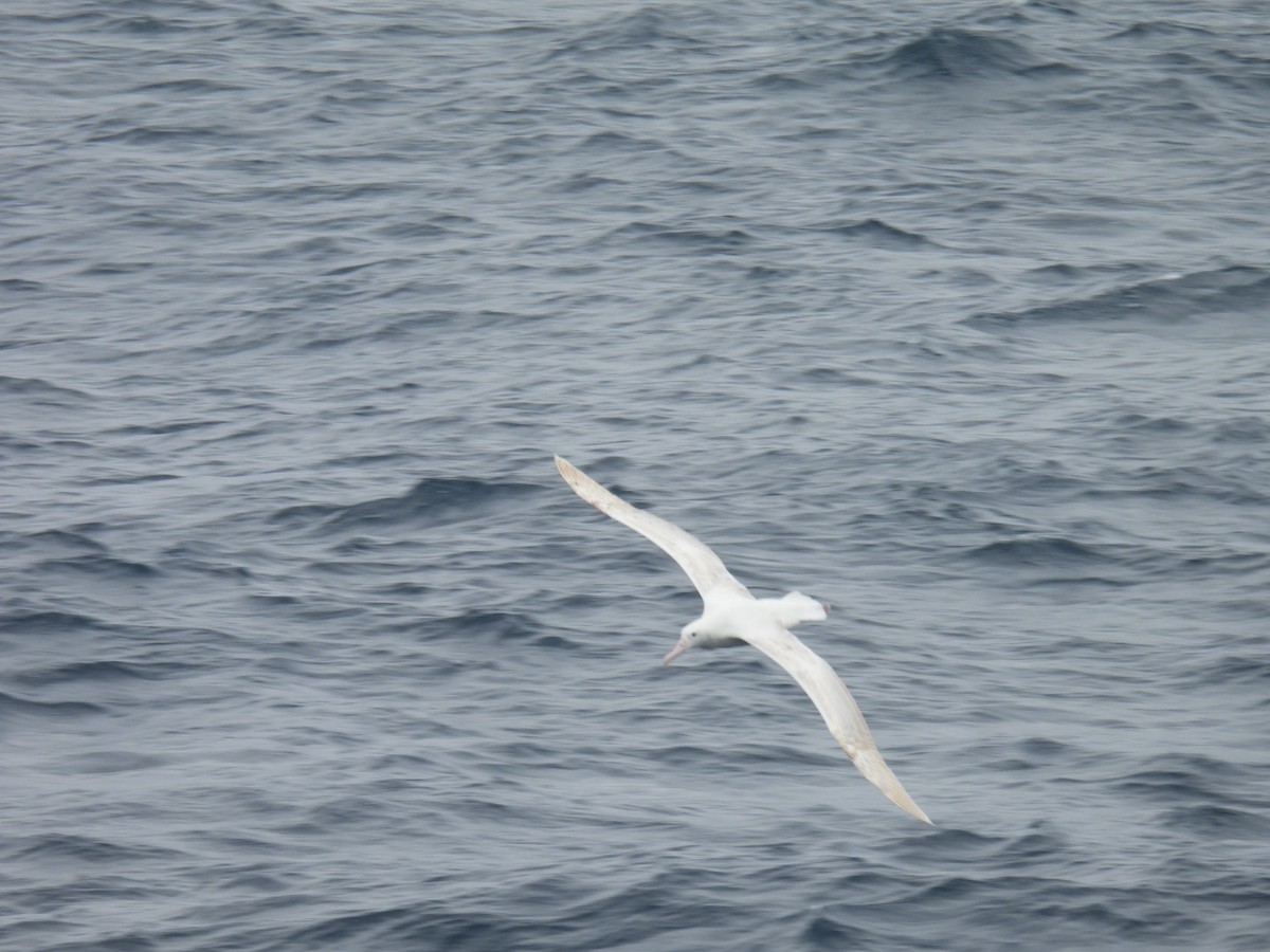 large albatross sp. - ML613304429