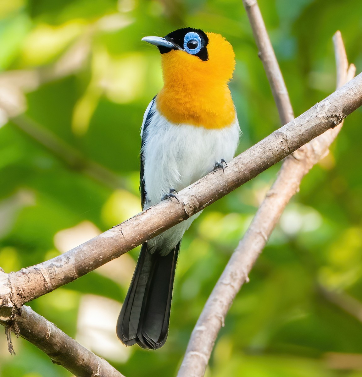 Ochre-collared Monarch - ML613304430