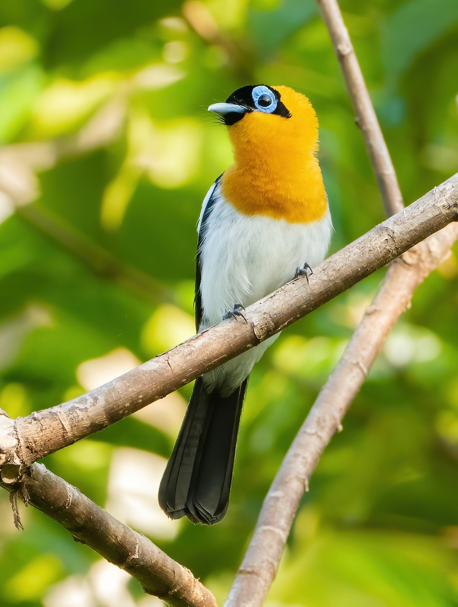 Ochre-collared Monarch - ML613304431