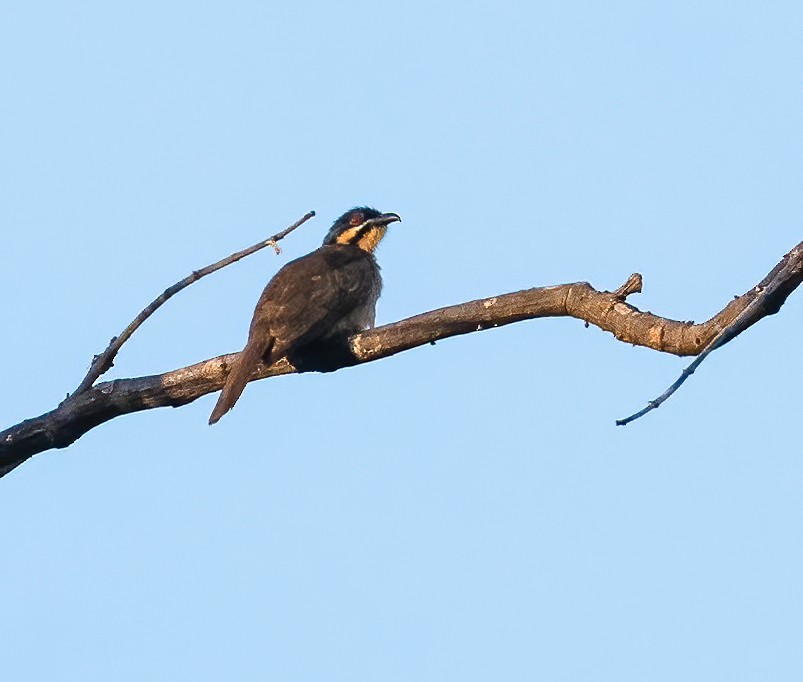 Dwarf Koel - ML613304432