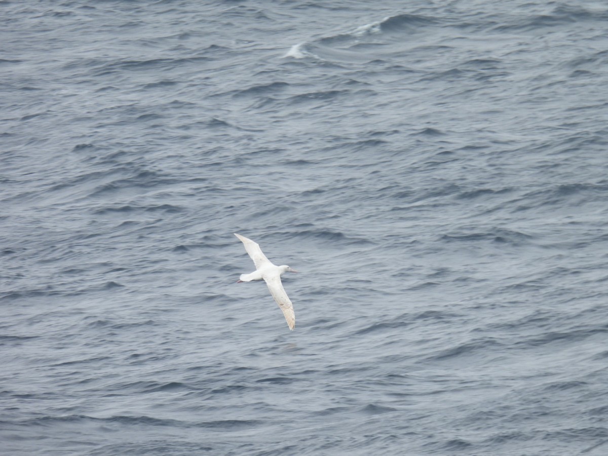 large albatross sp. - Kaiden Bosch