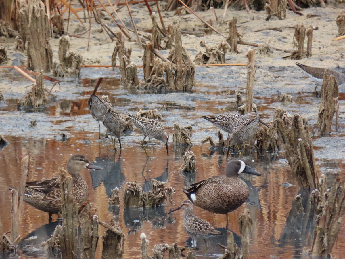 Blue-winged Teal - ML613304441