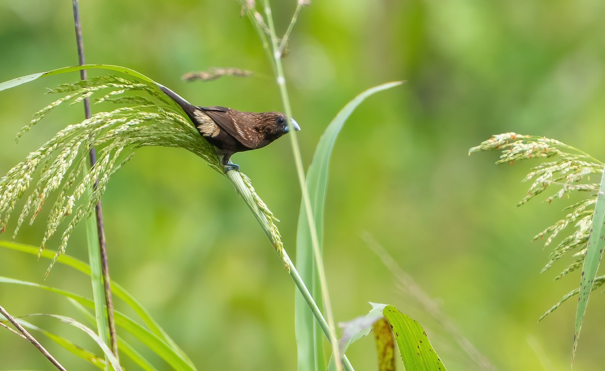 Streak-headed Munia - ML613304465
