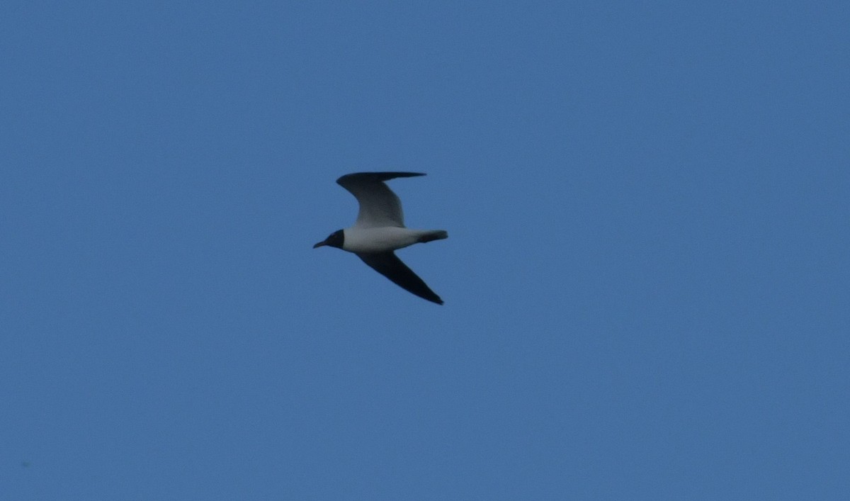 Laughing Gull - ML613304481