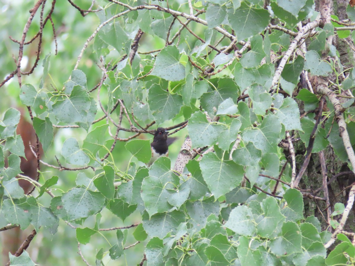 Spotted Towhee - ML613304493