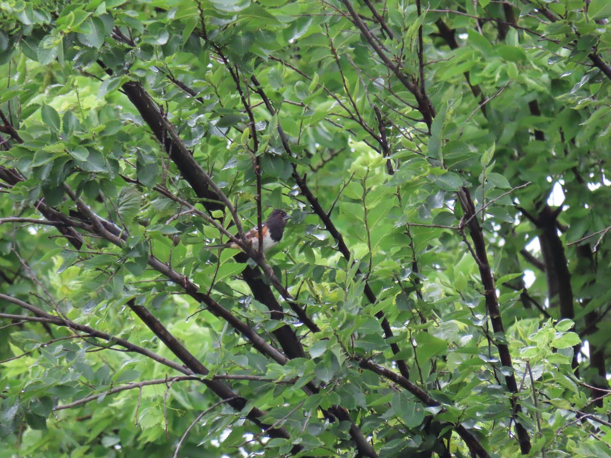 Spotted Towhee - ML613304494