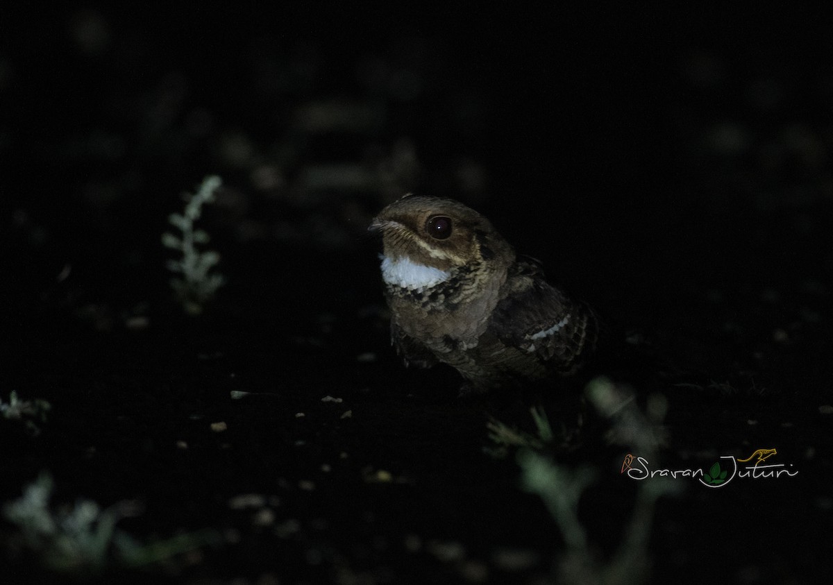 Jerdon's Nightjar - ML613304507