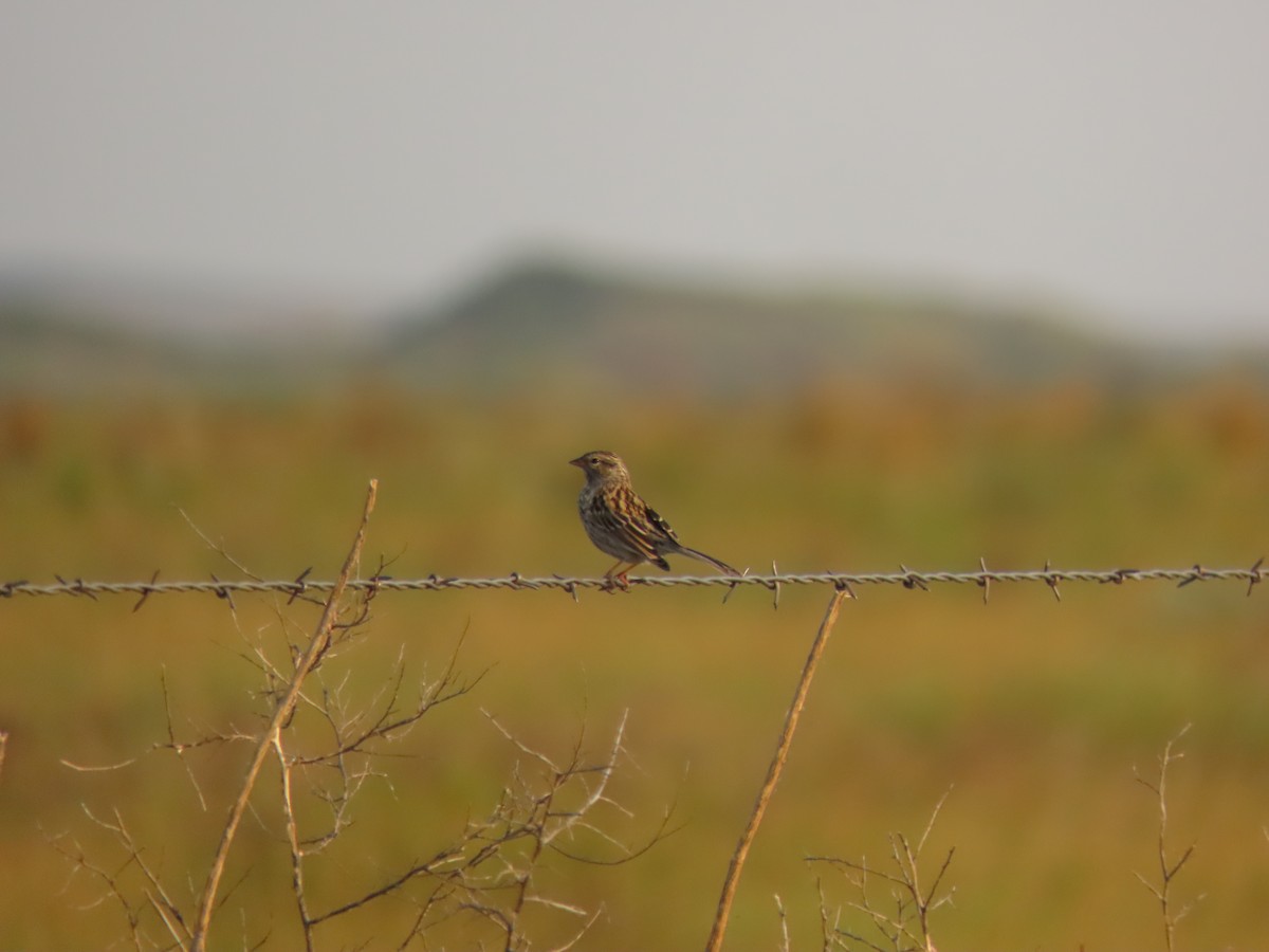 Chipping Sparrow - ML613304510