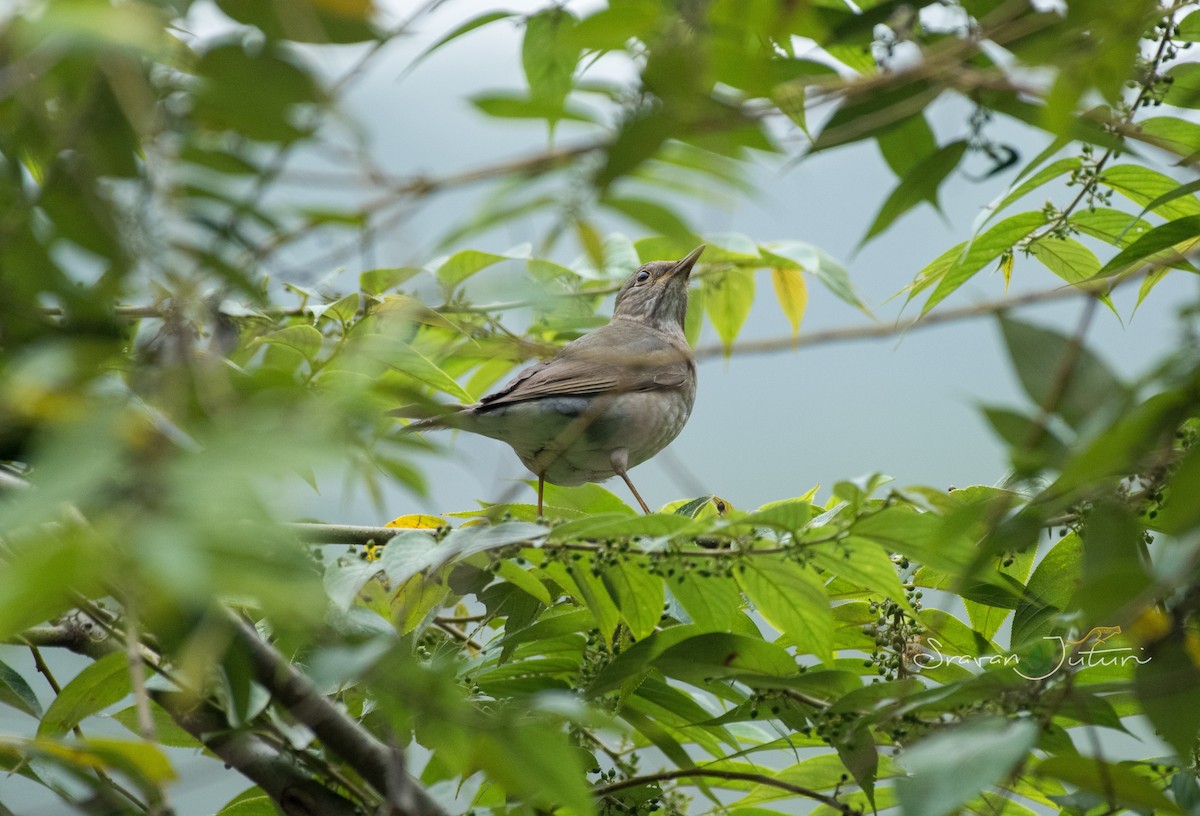 Tickell's Thrush - ML613304522