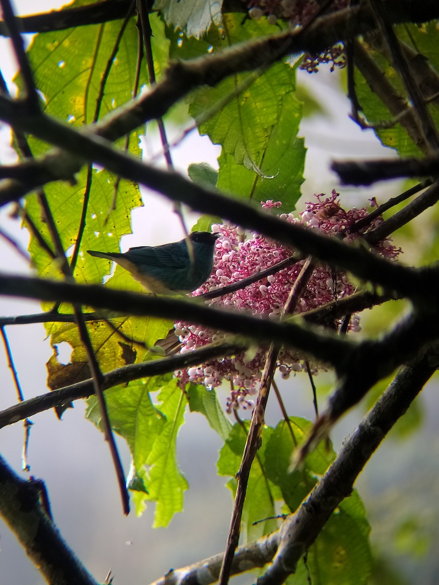 Golden-naped Tanager - ML613304526