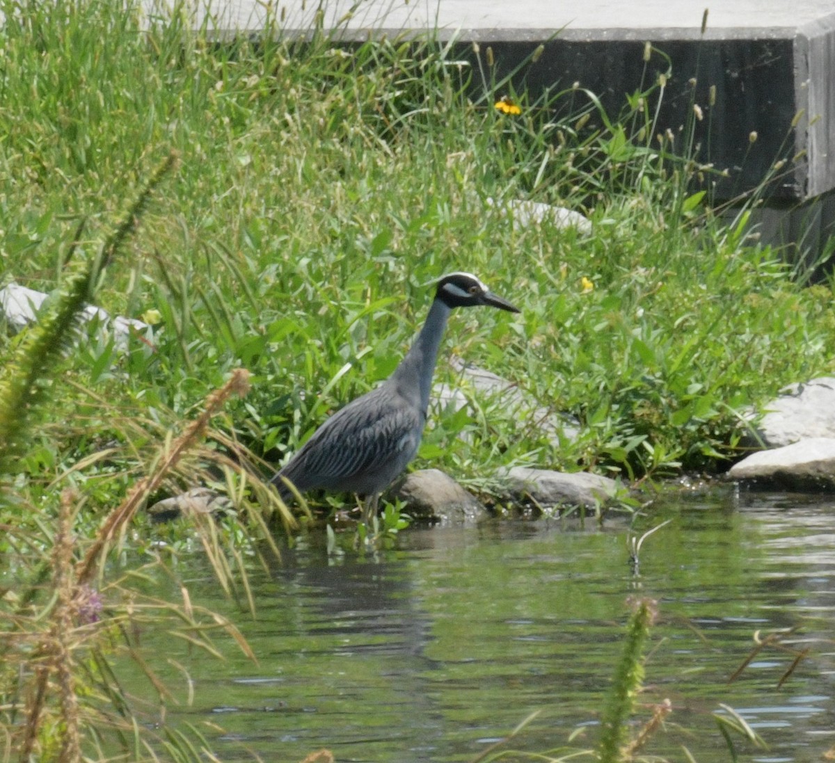 Yellow-crowned Night Heron - ML613304538