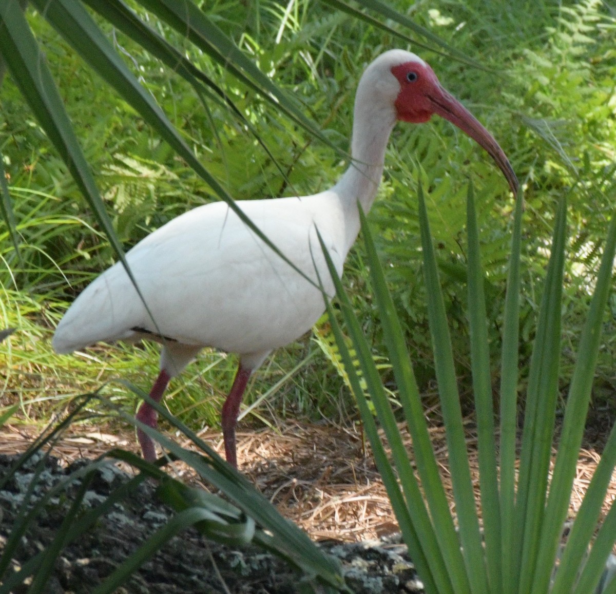 White Ibis - ML613304541