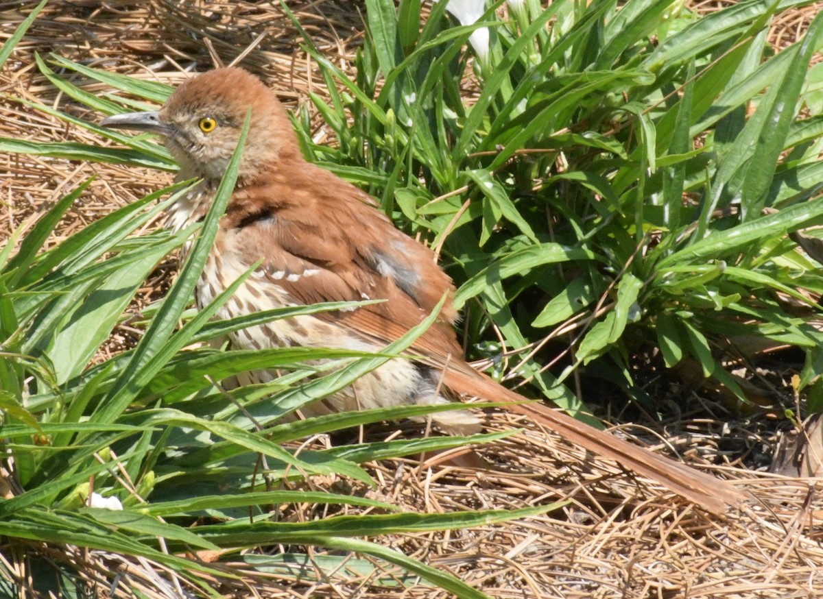 Brown Thrasher - ML613304544