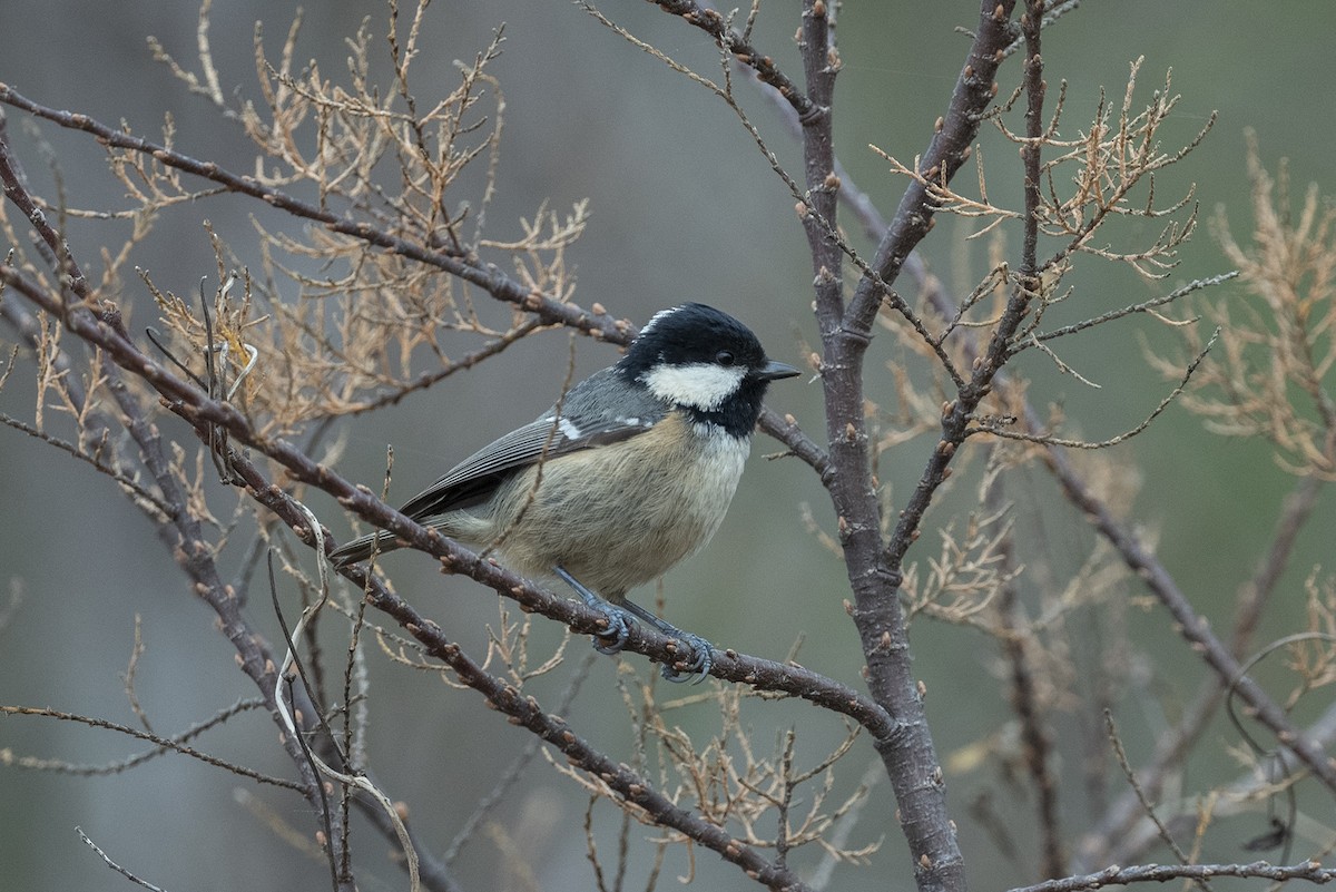 svartmeis - ML613304545