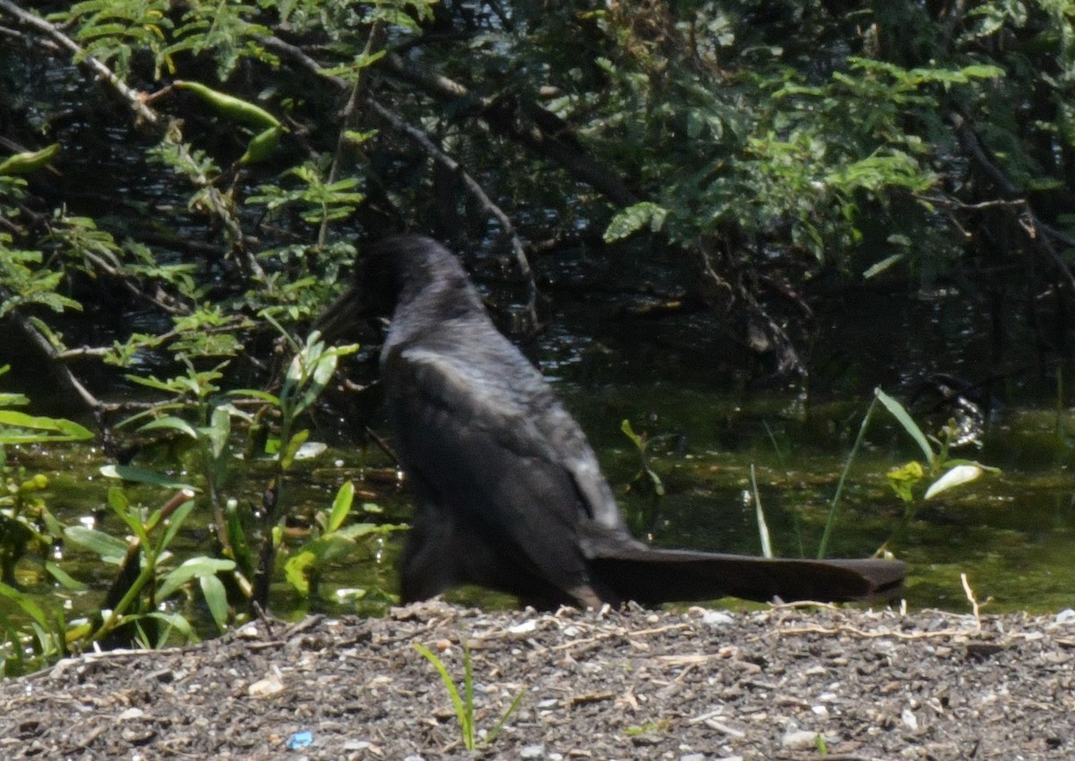 Boat-tailed Grackle - ML613304553