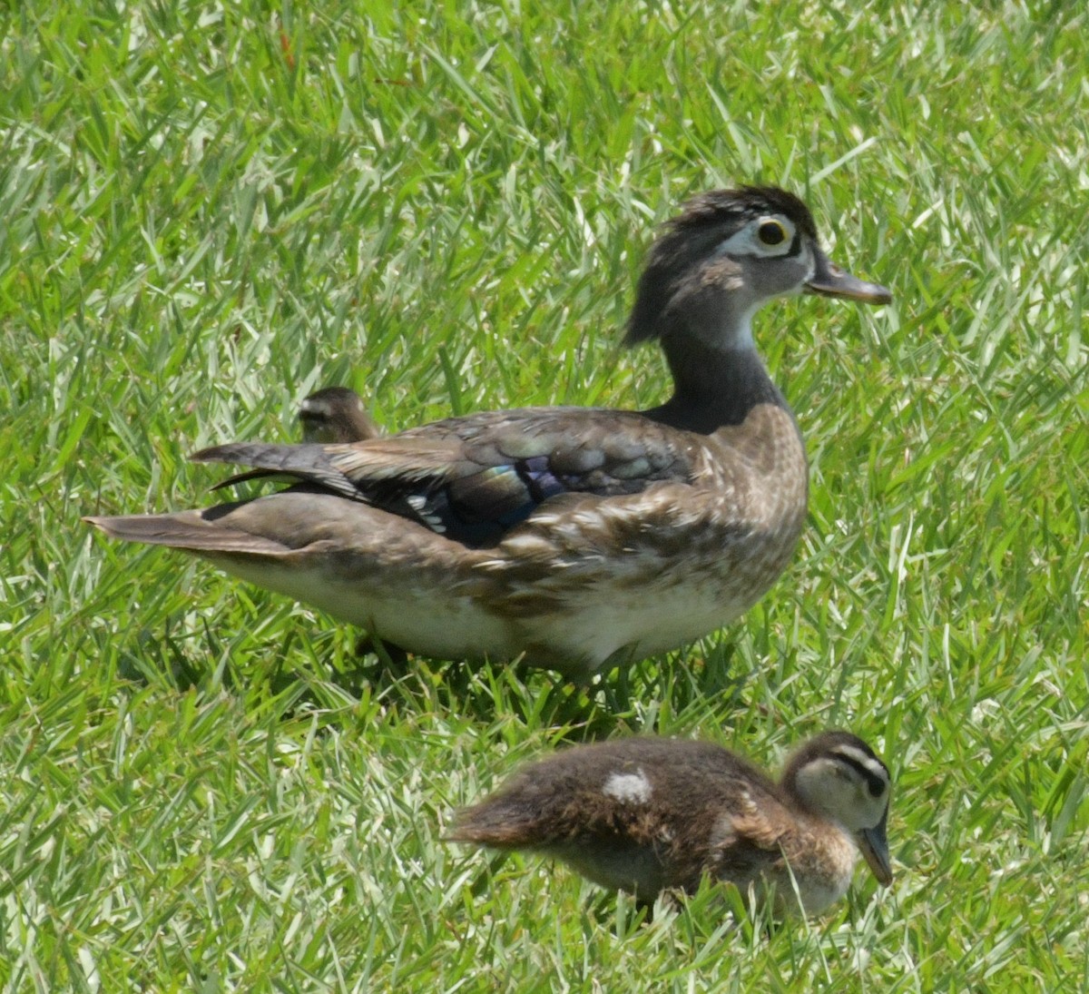 Wood Duck - ML613304555