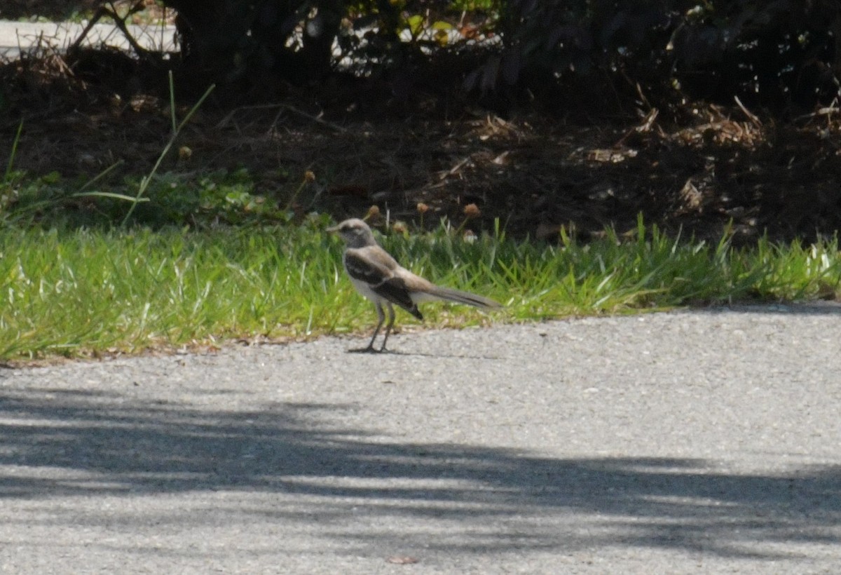 Northern Mockingbird - Stephen Cox