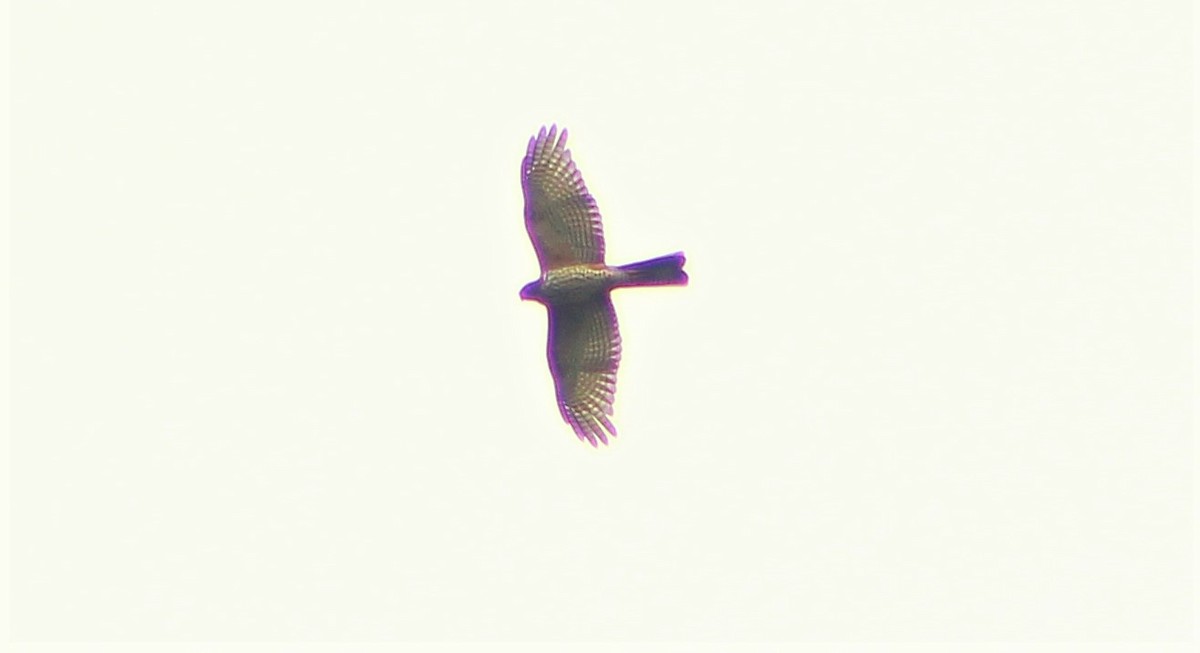 Black-mantled Goshawk - varun tipnis