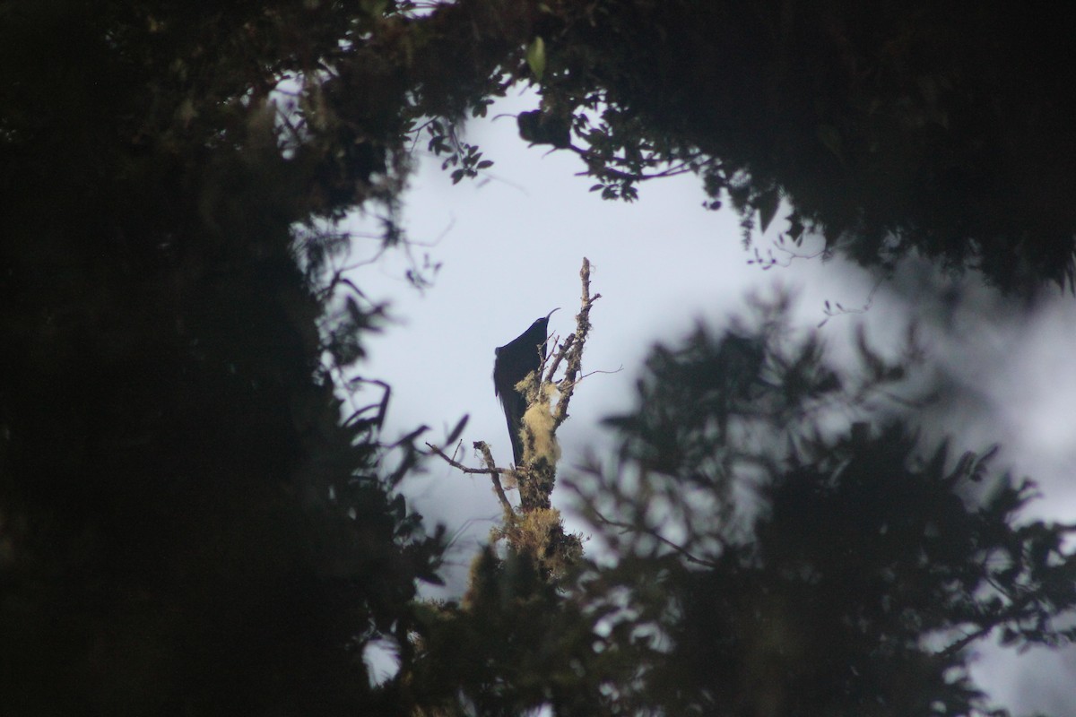 Black-billed Sicklebill - ML613304685