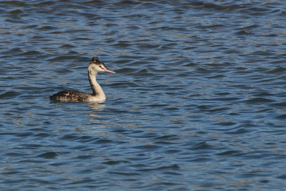 Great Crested Grebe - ML613304693