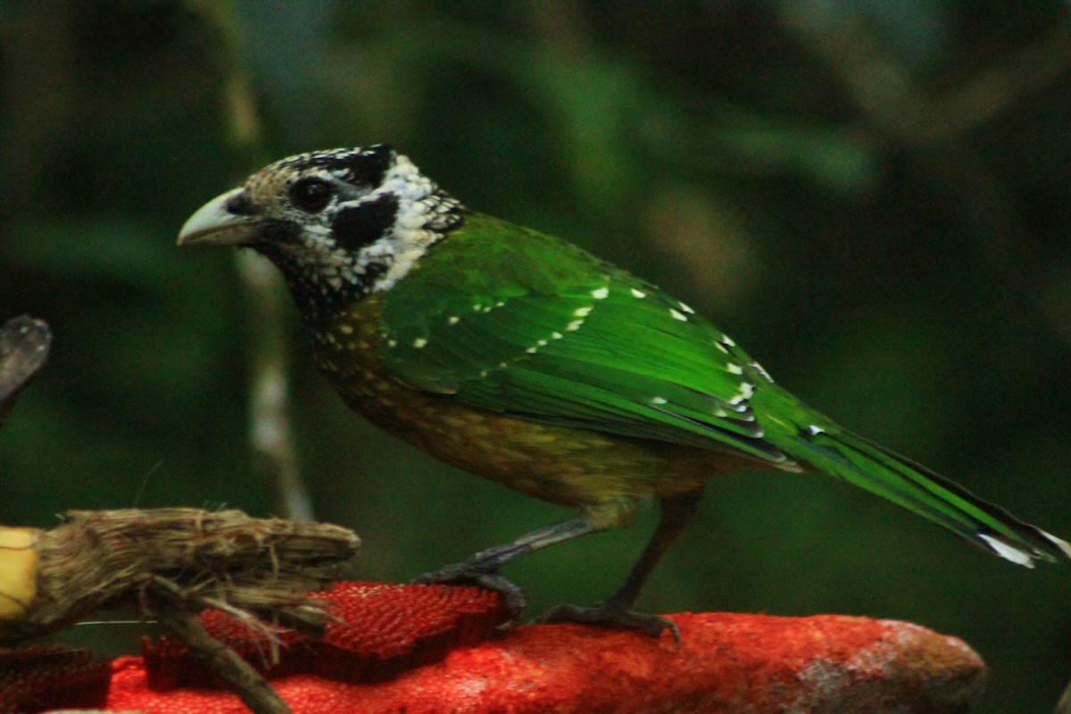 Arfak Catbird - varun tipnis