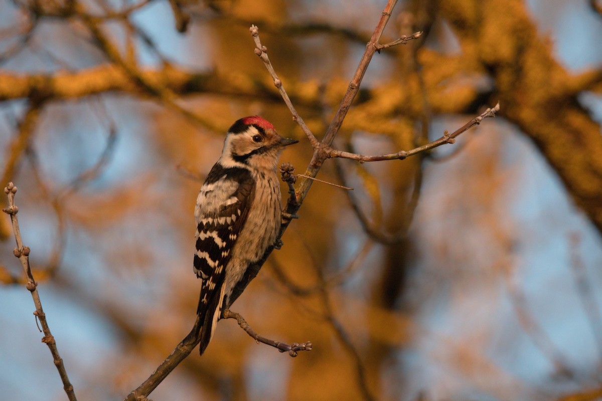 Lesser Spotted Woodpecker - ML613304778