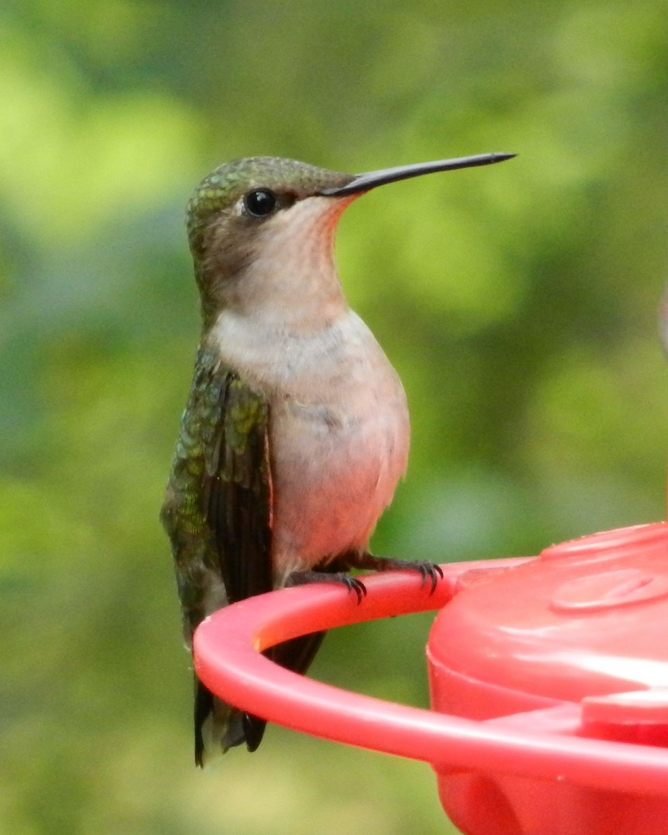 Ruby-throated Hummingbird - ML61330481