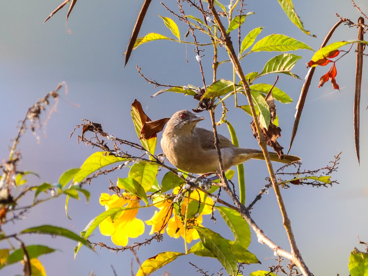 Ayeyarwady Bulbul - ML613304899