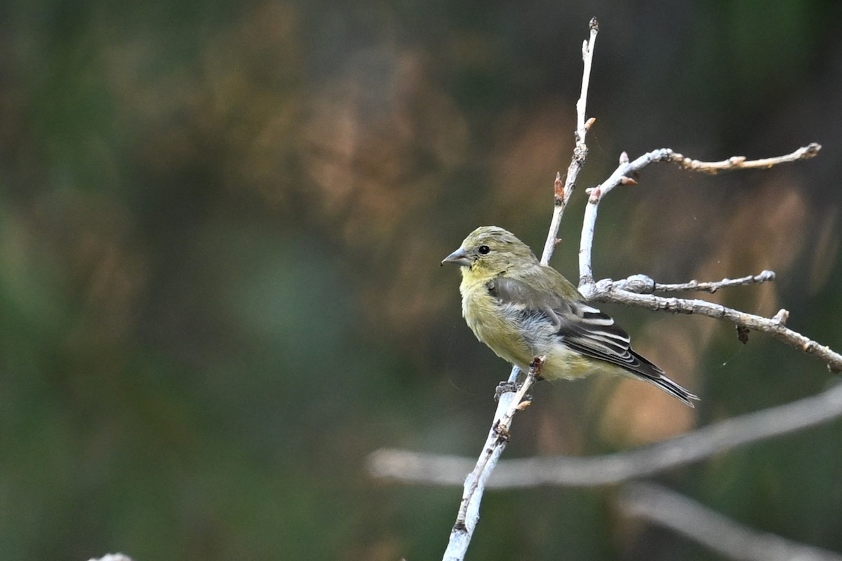 Lesser Goldfinch - John Kramer