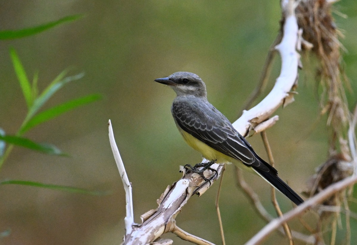 Western Kingbird - John Kramer