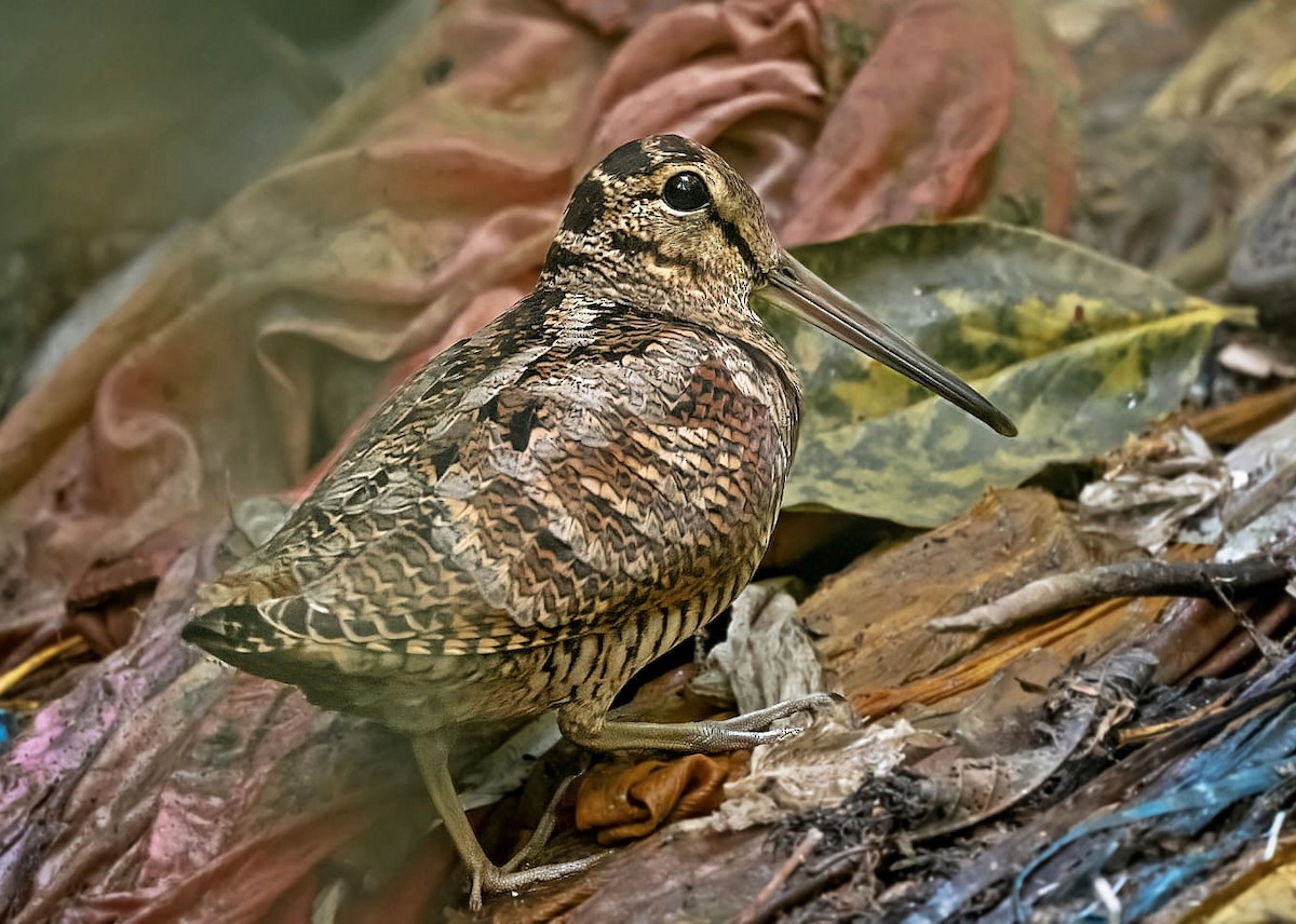 Eurasian Woodcock - ML613304986