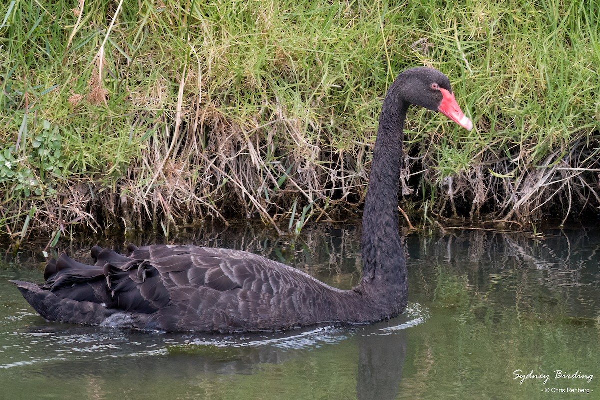 Black Swan - ML613304987