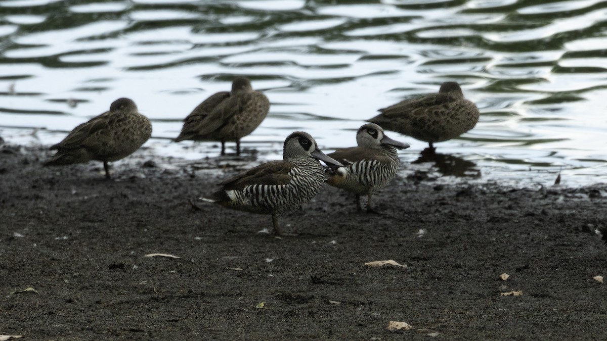 Pink-eared Duck - Markus Craig