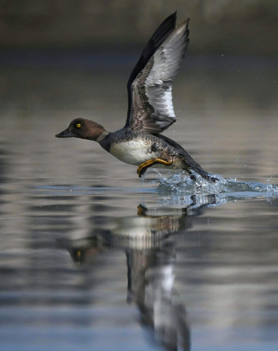 Common Goldeneye - ML613305036
