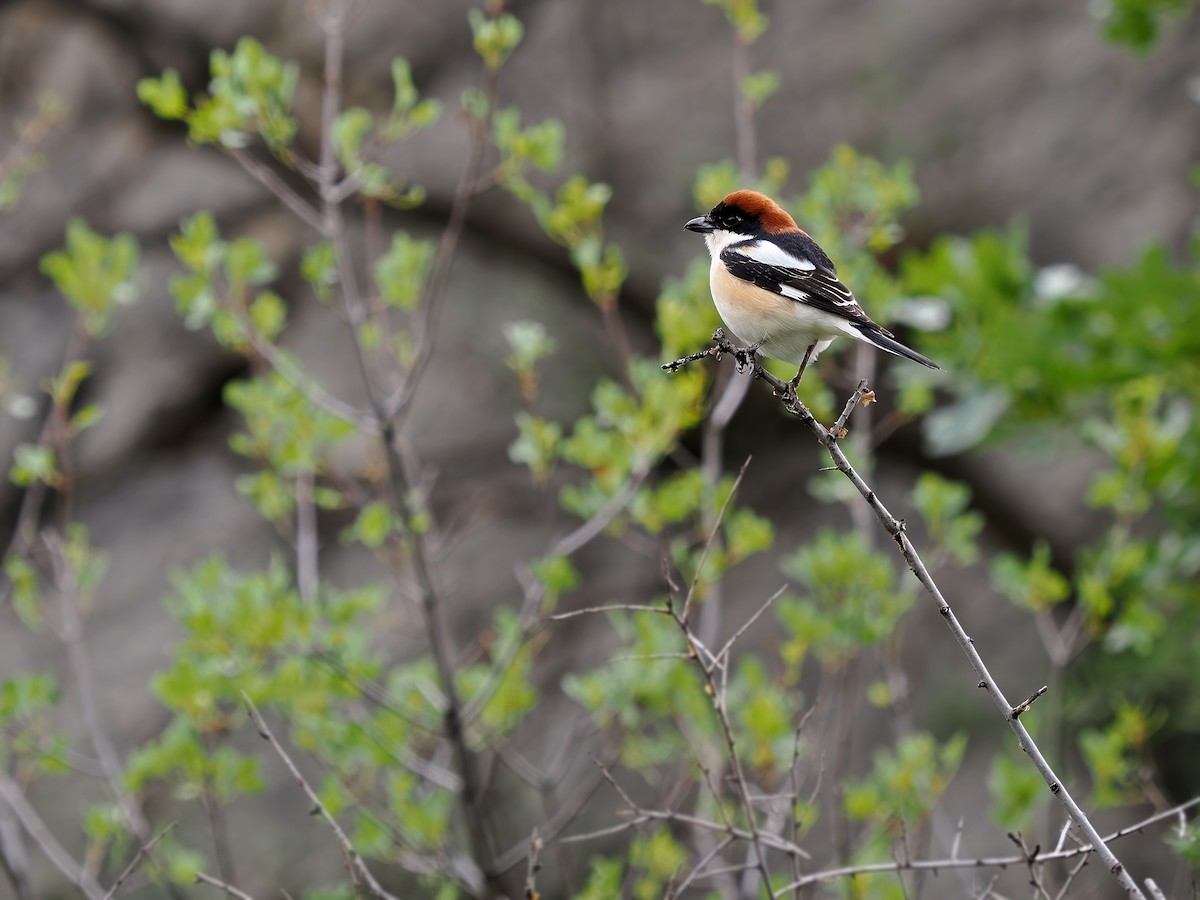 Woodchat Shrike - ML613305111