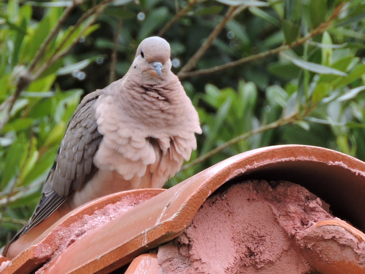 Eared Dove - ML613305115