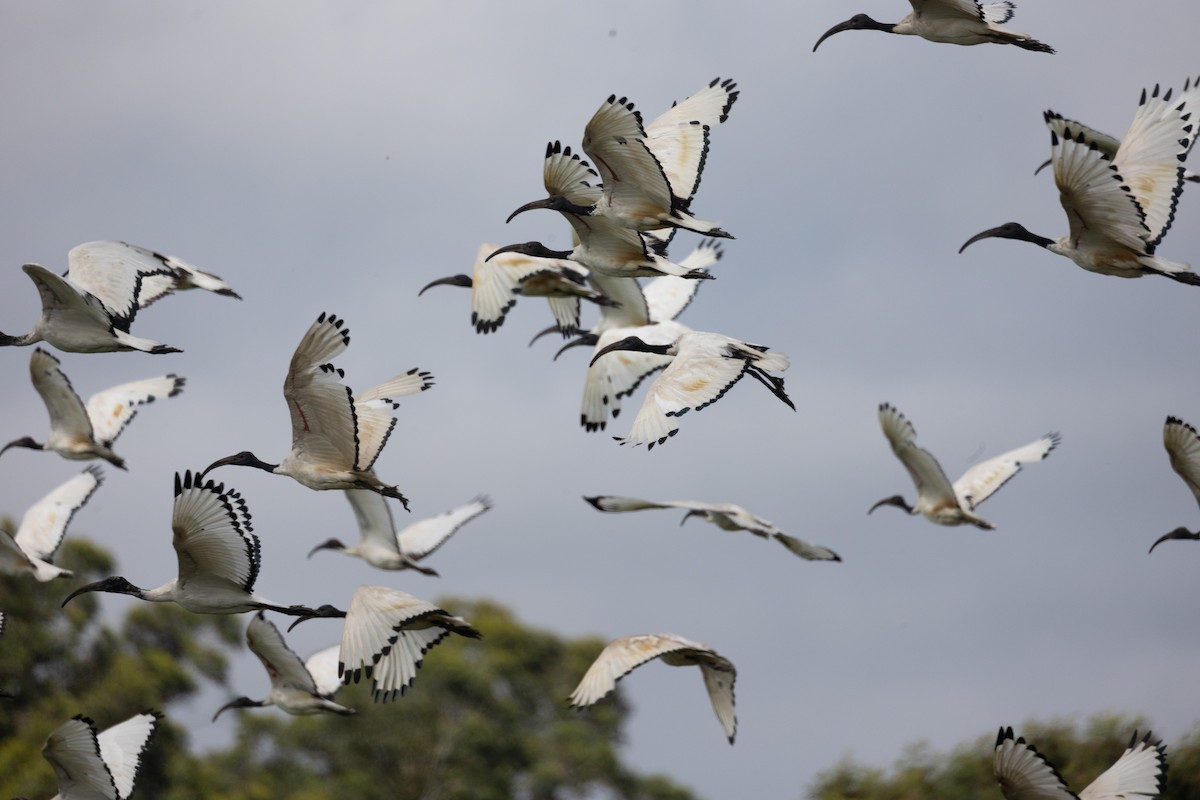 African Sacred Ibis - ML613305117