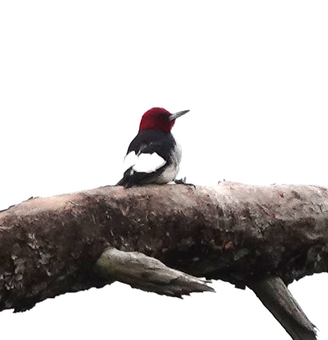 Red-headed Woodpecker - Iliana Stokes