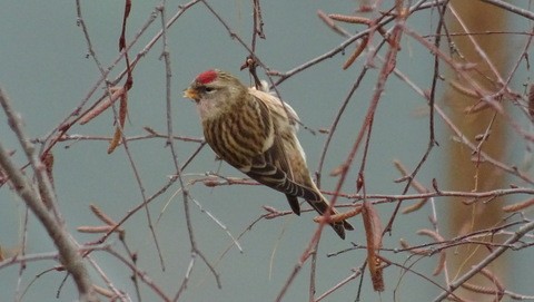 Redpoll (Lesser) - José Antonio Gainzarain