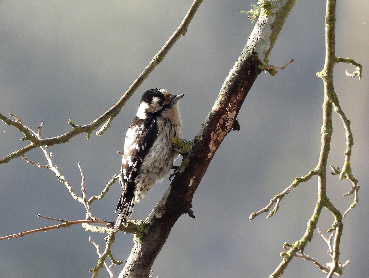 Lesser Spotted Woodpecker - Alfonso Rodrigo