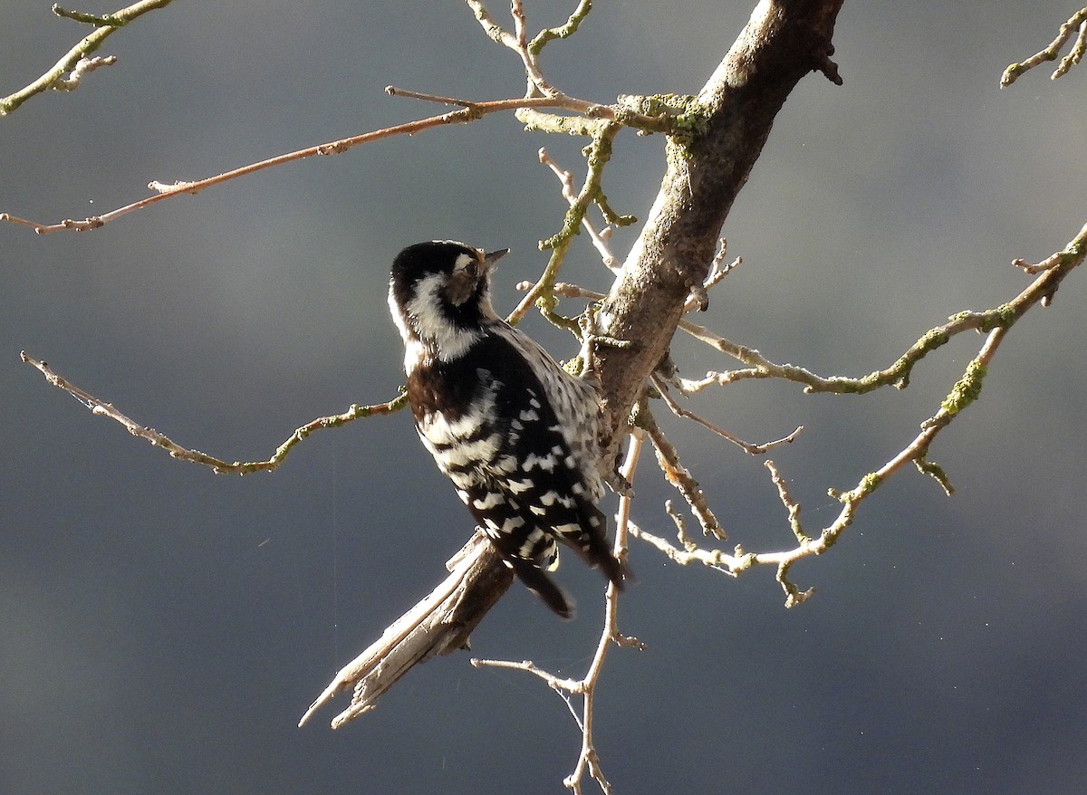 Lesser Spotted Woodpecker - Alfonso Rodrigo