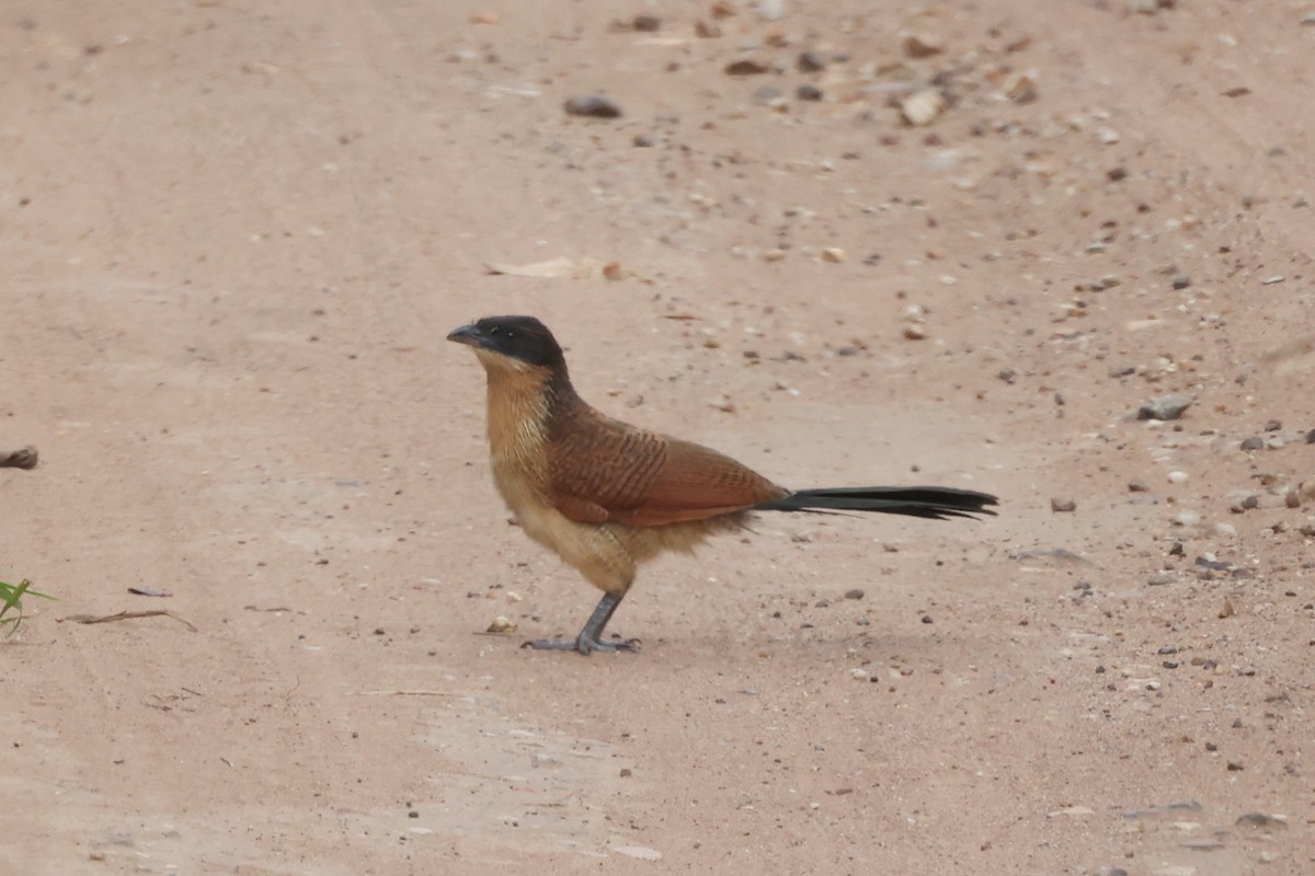 White-browed Coucal (Burchell's) - ML613305188