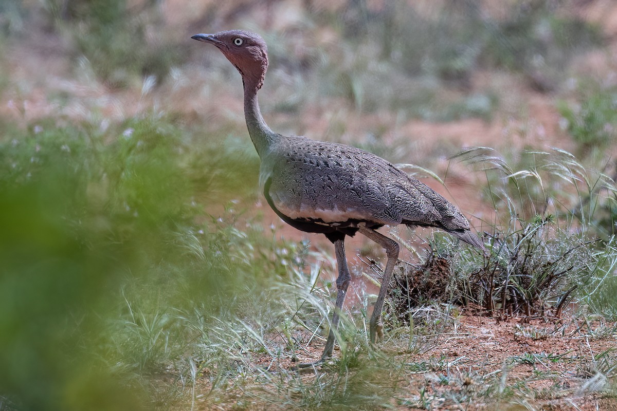 Buff-crested Bustard - ML613305194