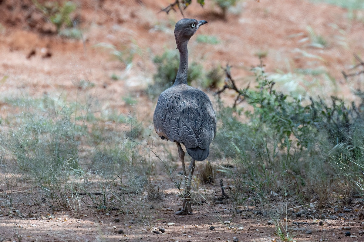 Buff-crested Bustard - ML613305195