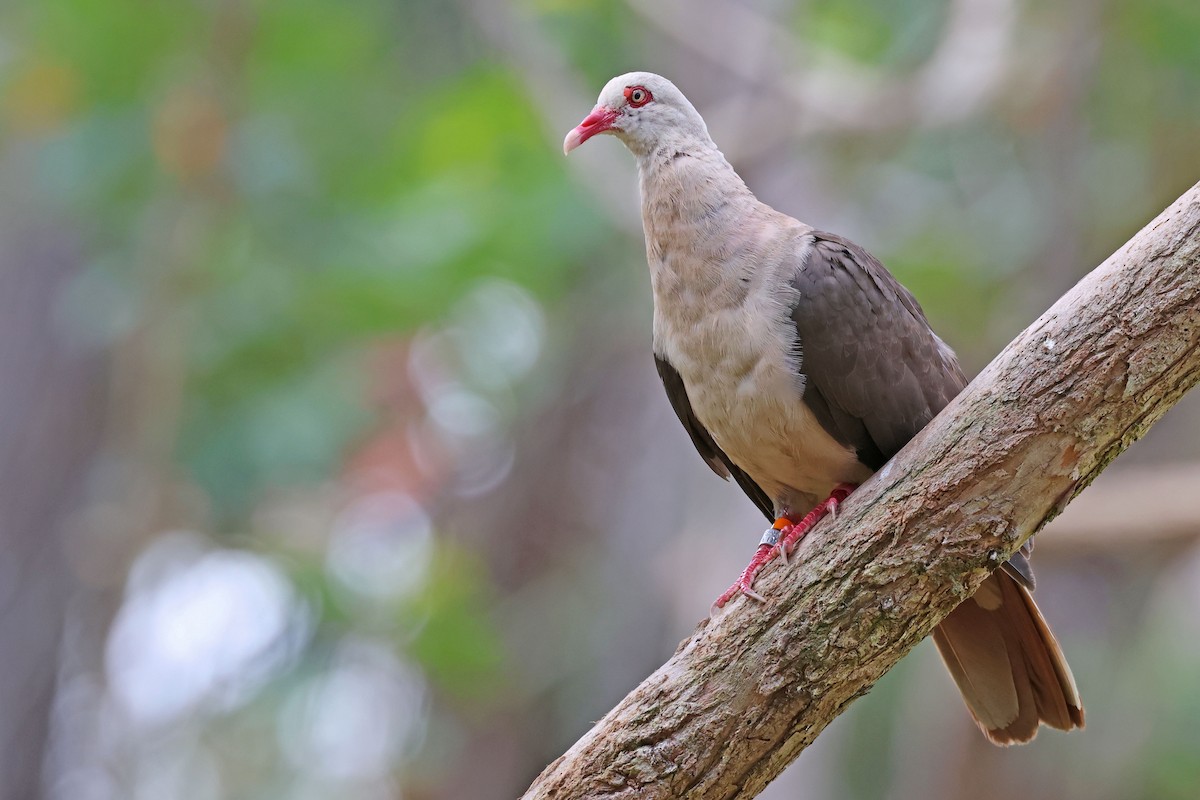 Pink Pigeon - ML613305236