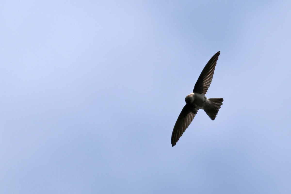 Mascarene Swiftlet - ML613305239